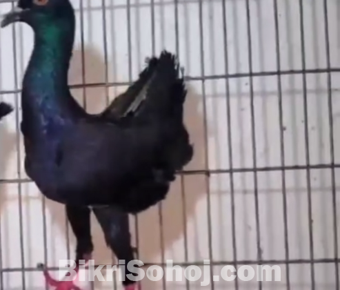 কবুতর বিক্রি হবে